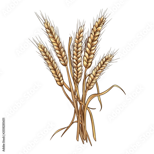 wheat, oktoberfest, festival, vector, transparent background, agriculture, grain, cereal, nature, plant, harvest, rural, ripe