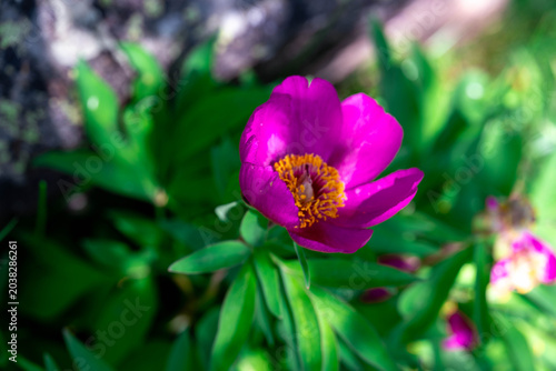 Peony, wild flowers blooming in Alps