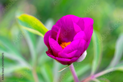 Peony, wild flowers blooming in Alps