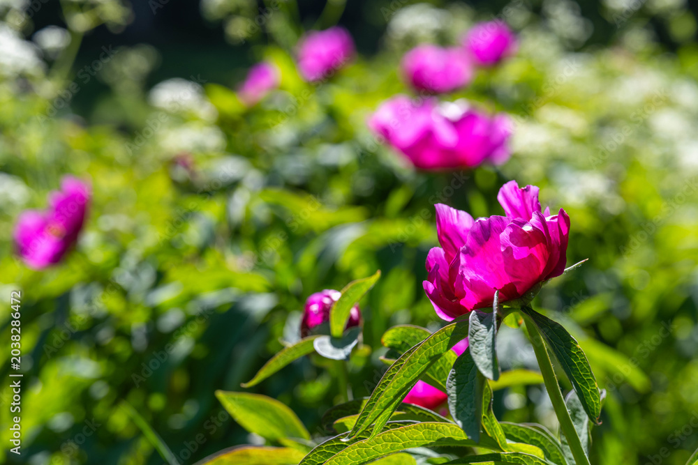 Obraz premium Peony, wild flowers blooming in Alps