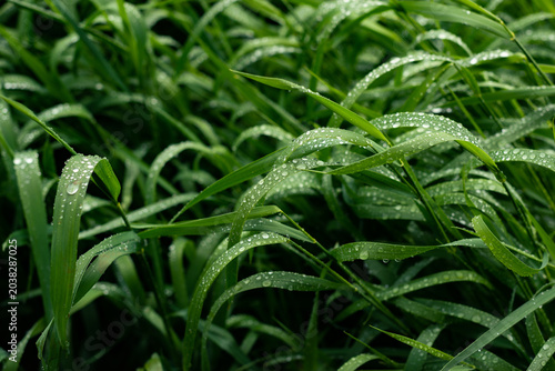 Morning Dew on Green Grass at Sunrise Macro Nature Background