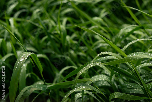 Morning Dew on Green Grass at Sunrise Macro Nature Background