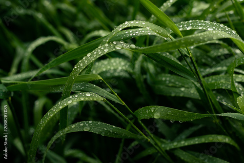Morning Dew on Green Grass at Sunrise Macro Nature Background