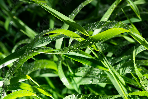 Morning Dew on Green Grass at Sunrise Macro Nature Background
