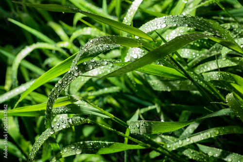 Morning Dew on Green Grass at Sunrise Macro Nature Background
