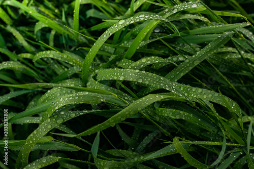 Morning Dew on Green Grass at Sunrise Macro Nature Background