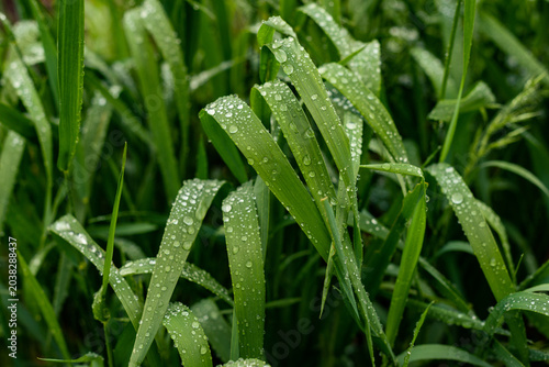 Morning Dew on Green Grass at Sunrise Macro Nature Background