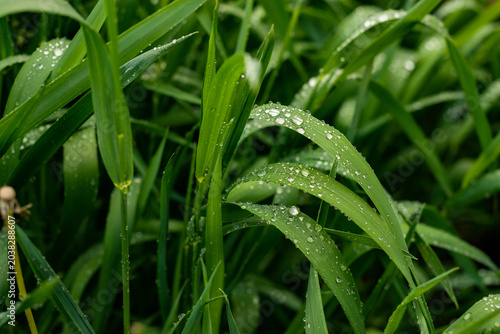 Morning Dew on Green Grass at Sunrise Macro Nature Background