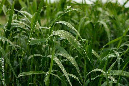 Morning Dew on Green Grass at Sunrise Macro Nature Background