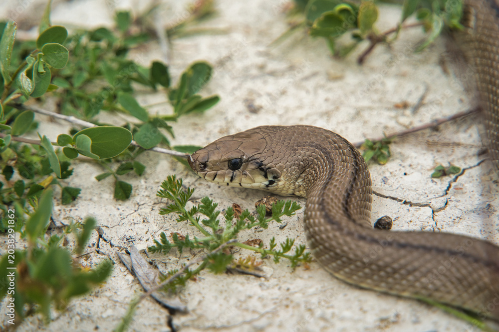 Obraz premium A brown snake slithers across dry cracked earth