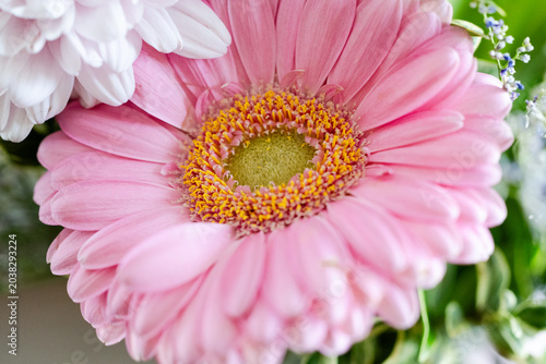 Vibrant white and pink flowers in a garden cluster