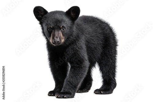 Black bear cub standing calmly isolated on transparent background