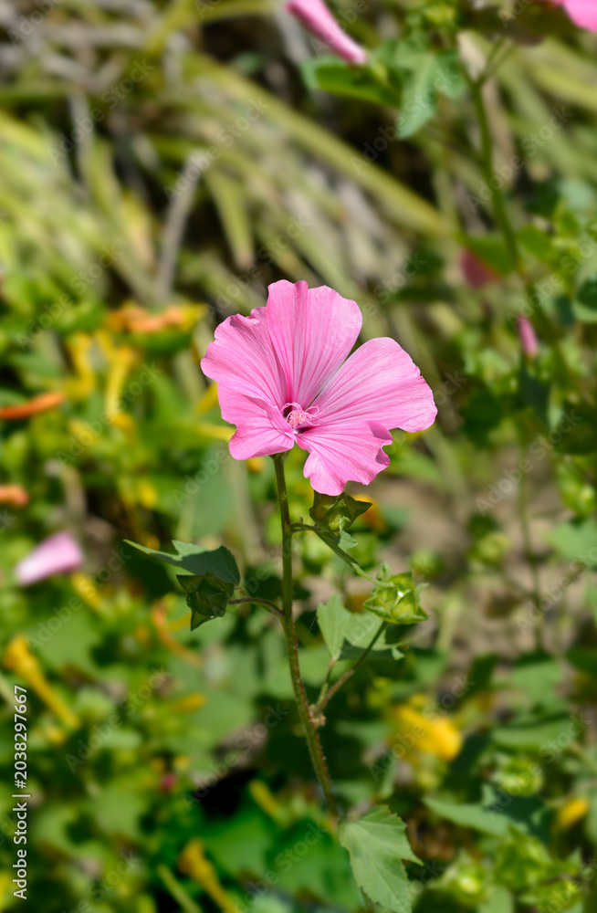 Obraz premium Rose mallow pink flower - Latin name - Malva trimestris
