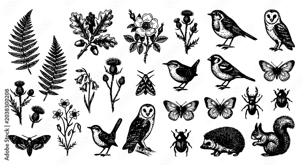 Obraz premium Antique Natural History Forest Plants Birds and Insects Engraved Vector Collection