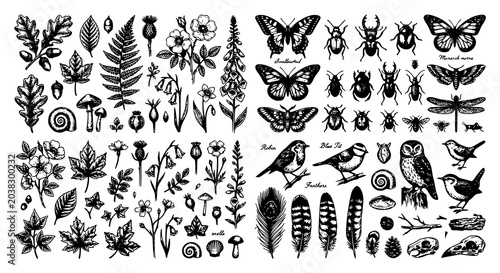 Foto Hand Drawn Natural History Vector Illustrations with Vintage Botanical and Wildl