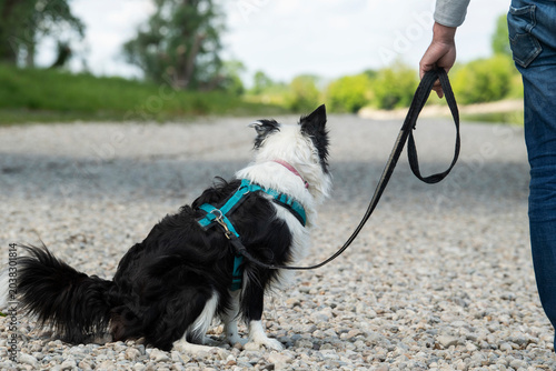 A Border Collie on the bank of a river