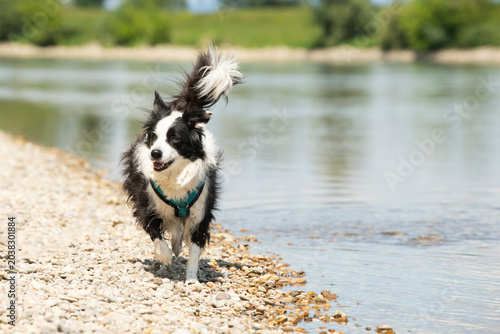 A Border Collie on the bank of a river