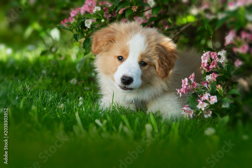 Border Collie puppy under a spring bush