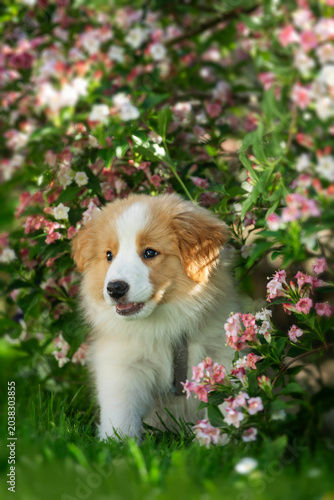 Border Collie puppy under a spring bush