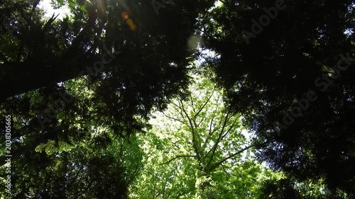 【4K】春の津軽半島の森：新緑に包まれる豊かな森林風景。青森の生命力あふれる自然背景素材　[4K] Spring Forest in Tsugaru Peninsula: Vibrant Fresh Green Scenery, Nature B-roll in Aomori Japan 撮影日：20260518-2