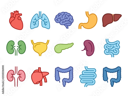 Set of human body organ illustrations including the heart, lungs, brain, stomach, liver, kidneys, bladder, pancreas, spleen, and intestines, presented in a clean, modern iconographic style