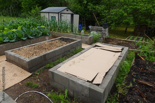 Tableau sur toile Cardboard sheet mulching suppressing weeds in raised beds