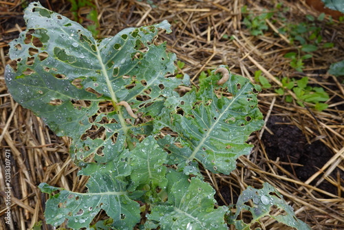 Photos Cabbage leaves with holes showing slug damage