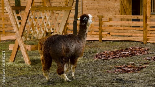 Alpacas in a fenced enclosure on a farm, on a cloudy autumn day.