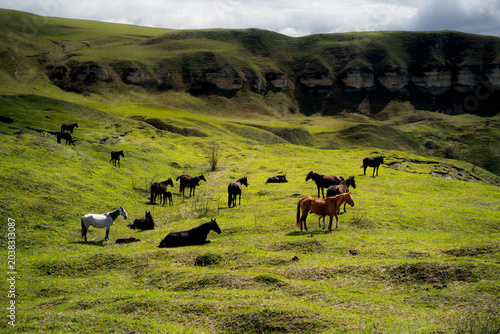 Fotografie A group of horses on an alpine meadow in a mountain landscape, free-grazing animals in a green highland valley under a cloudy sky
