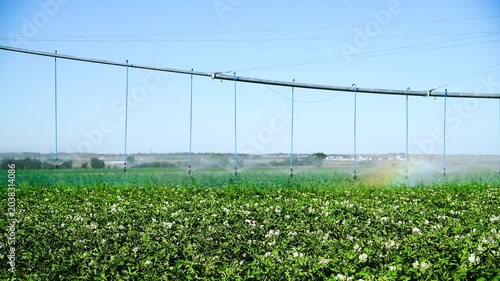 Automatic irrigation system (sprinkler system) that waters plants in a potato field.