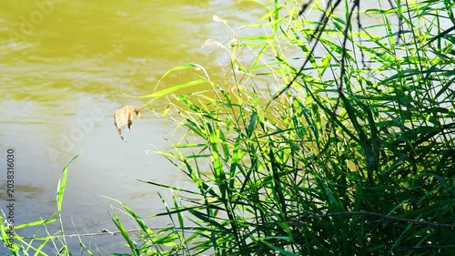 Reeds grow along the water's edge, their leaves partially submerged in a pond, small lake, or slow-flowing river.