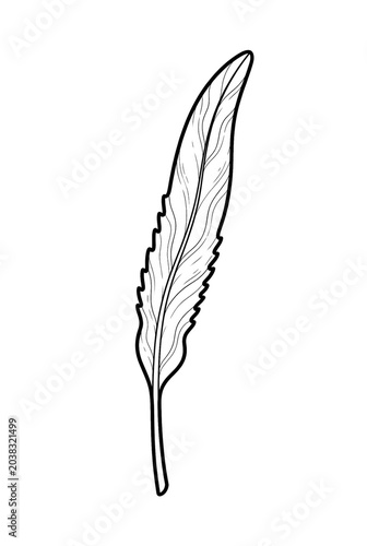 Seaweed Kelp Line Art Coloring Page Isolated on White Background