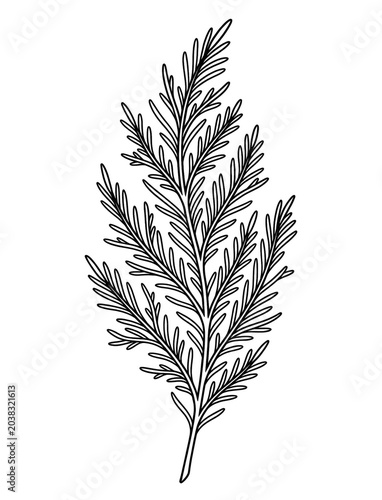 Seaweed Line Art Coloring Page Isolated on White Background
