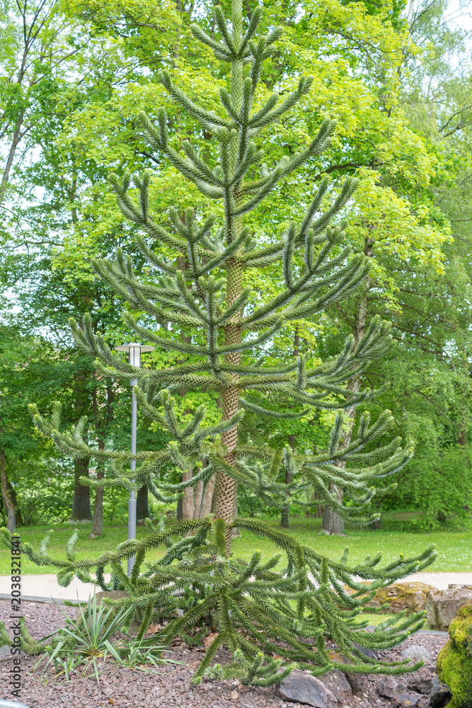 Fototapeta premium Monkey puzzle tree Araucaria araucana in park