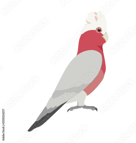 Canvastavla Adult male galah rose-breasted cockatoo in side view flat style icon