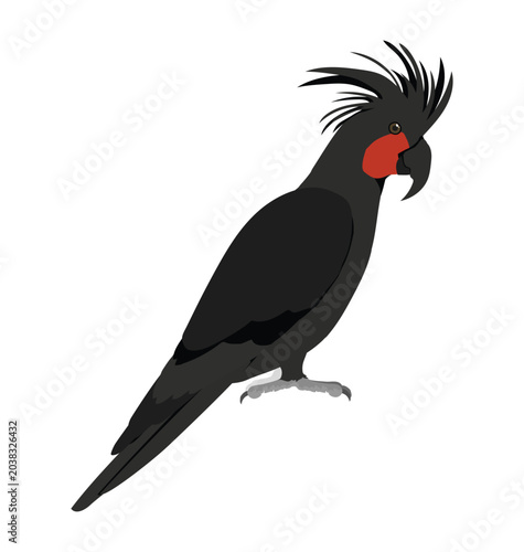 Obraz na płótnie Adult black palm cockatoo in side view flat style icon