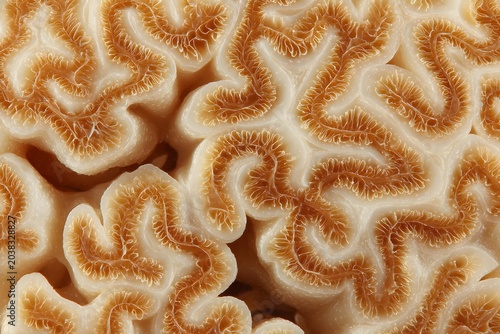 Close-up of a honeycomb structure, showing the intricate hexagonal cells with a warm, golden hue. The image highlights the natural geometry and texture of the wax formation.