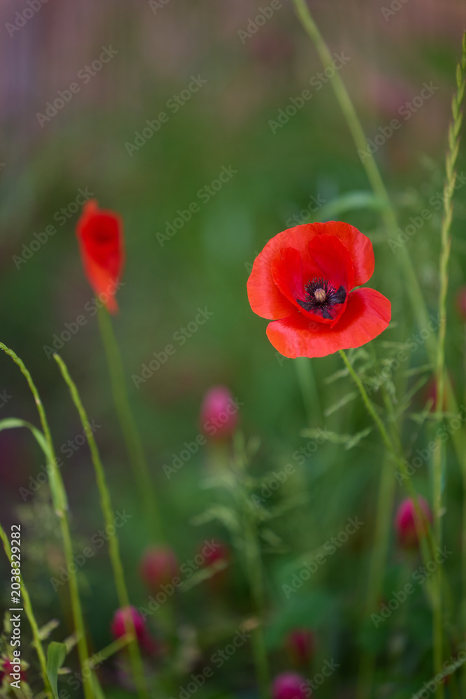 Fototapeta premium Wild red poppy flowers in natural summer meadow with soft green background