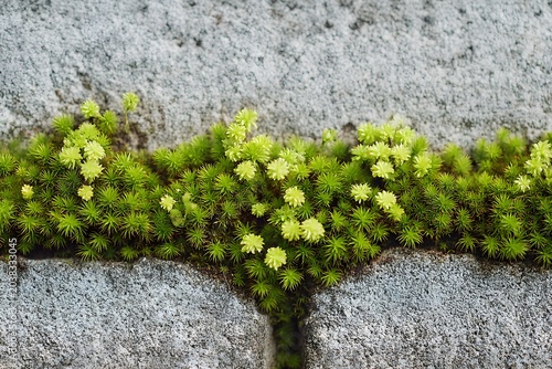 Moss growing in a crack between two grey stones, with small green flower buds.