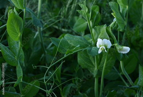 Foto Pisum sativum flowering plants, garden pea crop with white blossoms and tendrils