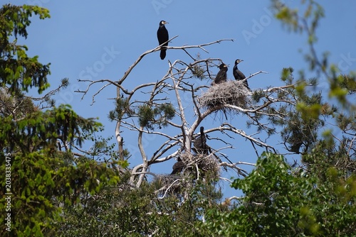 The cormorant reserve in Katy Rybackie on the Vistula Spit in spring. Cormorants are perched in trees, with young in nests.	
