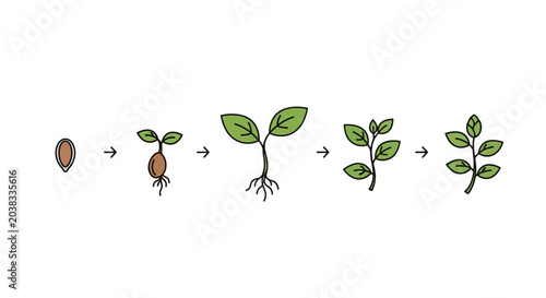 Seed Germination Growth Stages Plant.