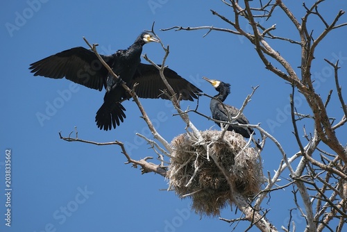 The cormorant reserve in Katy Rybackie on the Vistula Spit in spring. Cormorants are perched in trees, with young in nests.	
