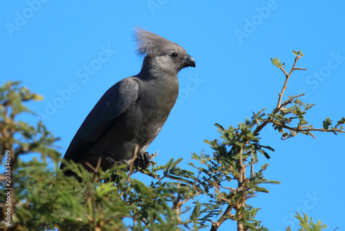 Photos Graulärmvogel / Grey lourie or Grey go-away-bird / Crinifer concolor