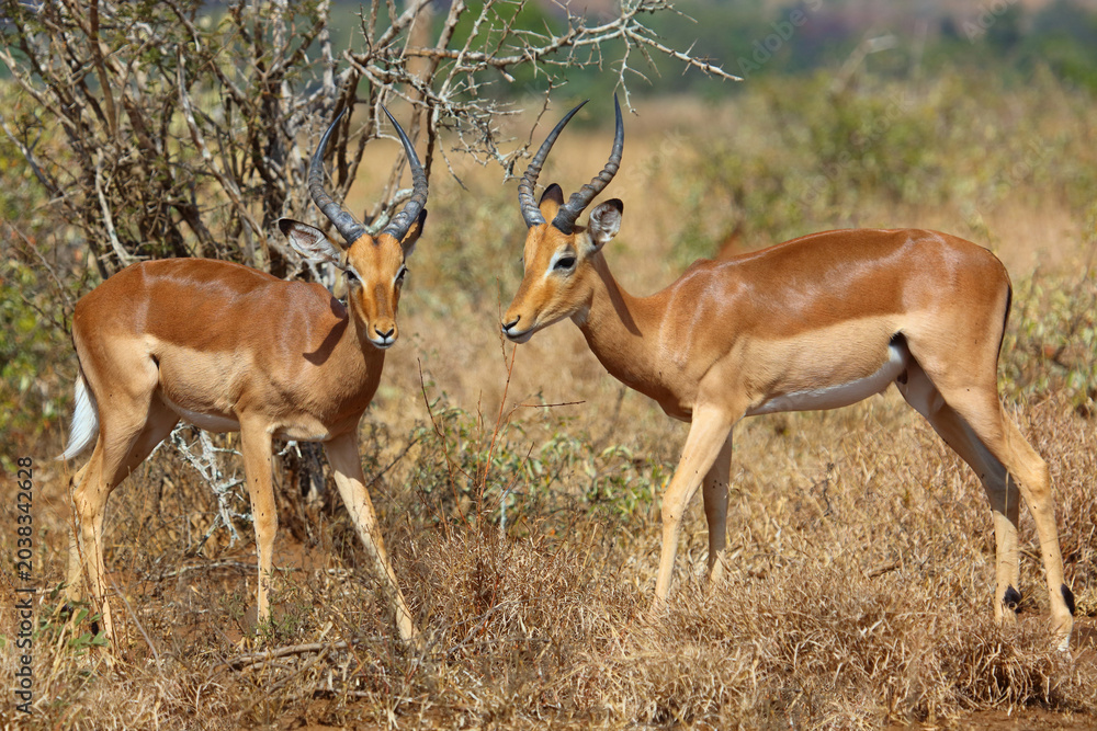 Obraz premium Schwarzfersenantilope / Impala / Aepyceros melampus