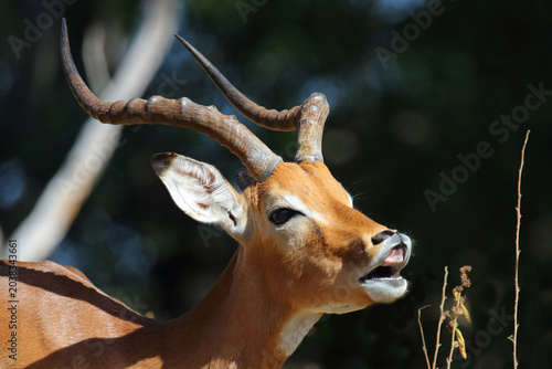 Fotografía Schwarzfersenantilope / Impala / Aepyceros melampus