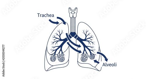 Foto Human lungs anatomy medical diagram.