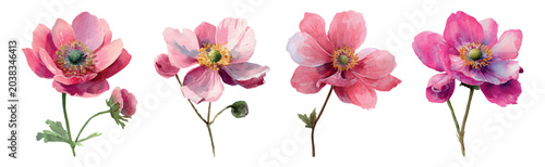 Fotografía Watercolor anemone flowers in varying shades of pink, illustrating delicate bloo