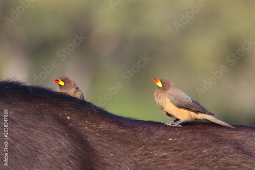 Fotografía Gelbschnabel-Madenhacker / Yellow-billed oxpecker / Buphagus africanus