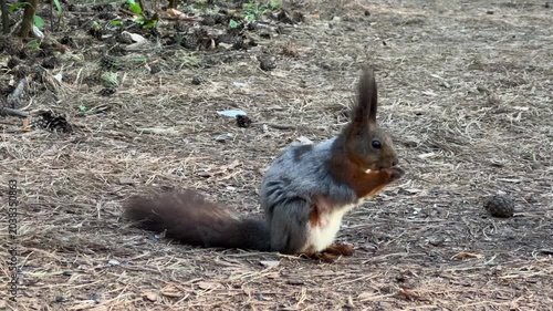 A red squirrel, molting, sits in a pine forest, picking something from the ground and feeding. 4K footage